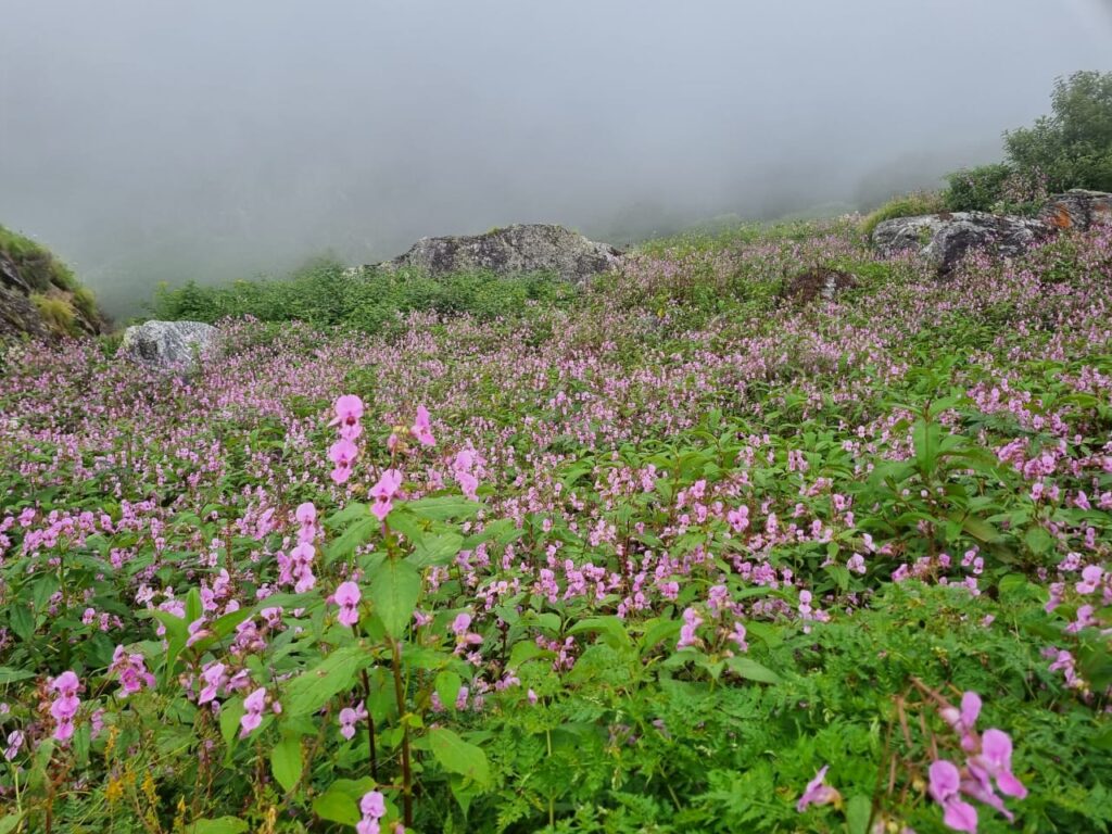 Valley of Flowers Trek