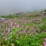 Valley of Flowers Trek