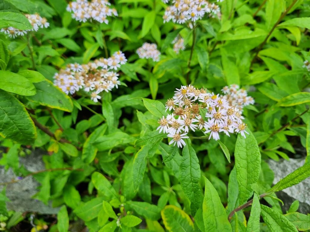 Valley of Flowers Trek