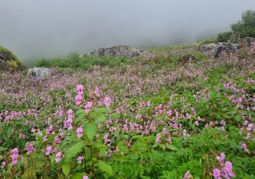 Valley of Flowers Trek