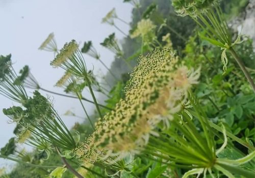 Valley of Flowers Trek