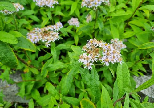 Valley of Flowers Trek